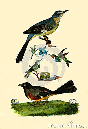 Antique Illustration of Colourful Birds of America Stock Photo