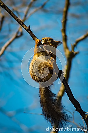 Ninja karate squirrel Stock Photo