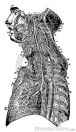 The Ninths Tenth and Eleventh Cranial Nerves, vintage illustration Vector Illustration