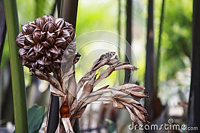 Nipa Palm Fruit Stock Photo