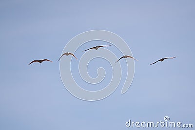 Nipponia nippon or Japanese Crested Ibis or Toki, once extinct animal from Japan, flying on blue s Stock Photo