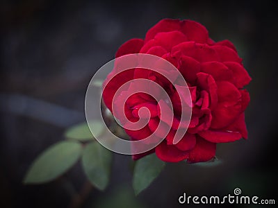 Close up of misterious red rose. Stock Photo