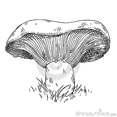 Niscalo mushroom in forest wildlife. Vintage monochrome hatching illustration Vector Illustration