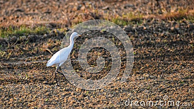 Nise white colour birds. Morning lovly walk Stock Photo