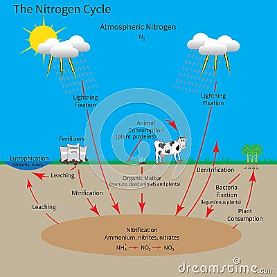 The Nitrogen Cycle Vector Illustration