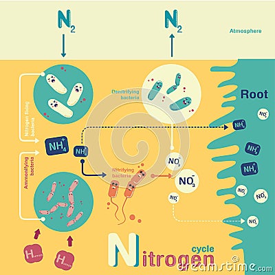 Nitrogen cycle Vector Illustration