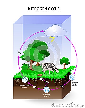 Nitrogen cycle Vector Illustration