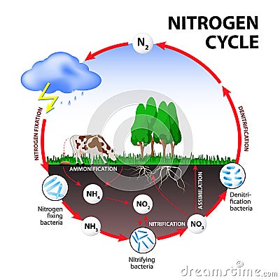 Nitrogen cycle Vector Illustration