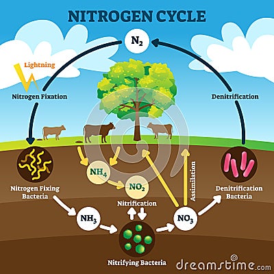 Nitrogen cycle vector illustration. Labeled N2 biogeochemical explanation. Vector Illustration