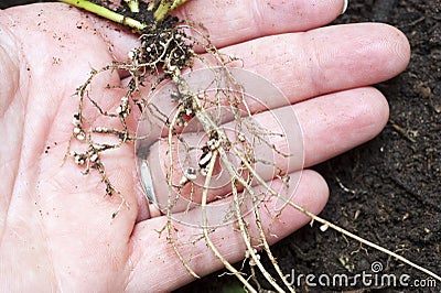 Rhizobium bacteria nodules growing on luscern roots. Stock Photo