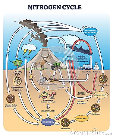 Nitrogen or N2 cycle with sources and circulation in earth outline diagram Vector Illustration