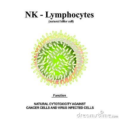 NK lymphocytes structure. The functions of NK lymphocytes. Immunity Helper Cells. Infographics. Vector illustration on Vector Illustration