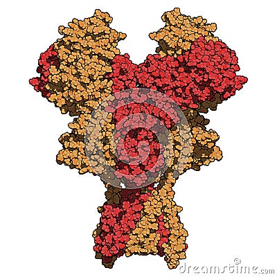 NMDA receptor ionotropic glutamate receptor. Structure of the human NMDAR, determined by cryo-EM. Tetrameric complex composed of Stock Photo