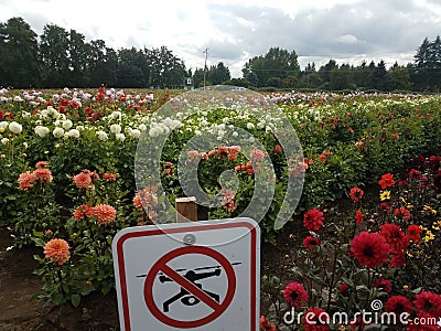 No drones sign in colorful dahlia field Stock Photo