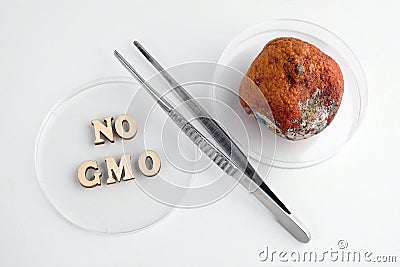 No GMO inscription made of wooden letters. Tweezers and petri dishes. Spoiled tangerine with mold. Symbol of percent. Laboratory Stock Photo