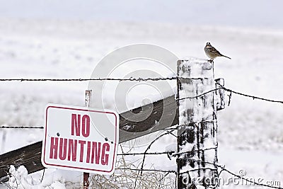 No Hunting Sign With Bird Stock Photo