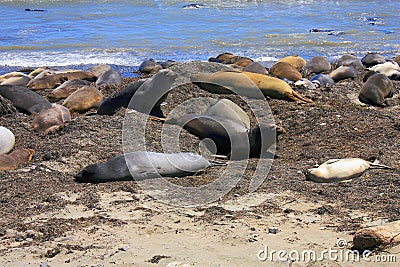 Elephant Seals, Mirounga angustirostris, Ano Nuevo State Park, Pacific Coast, California Stock Photo