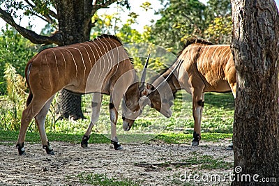 Antelopes fight at Miami zoo Stock Photo