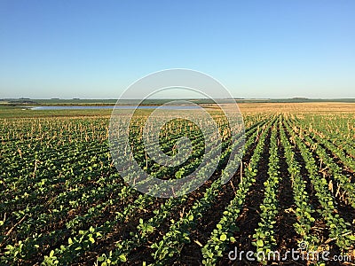 No-tillage soybean and corn Stock Photo