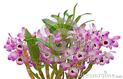 Nobile orchid Stock Photo