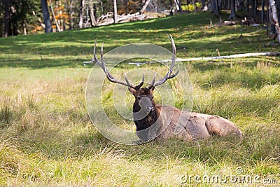 Noble big deer resting in the grass Stock Photo