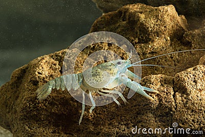 Noble crayfish, Astacus astacus traditional European food Stock Photo