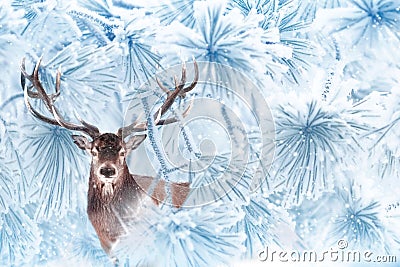 Noble deer in a fabulous coniferous snowy forest. Stock Photo