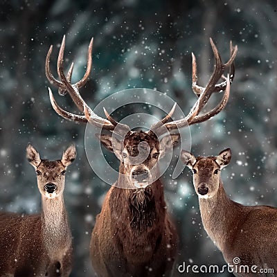 Noble deer family in winter snow forest. Artistic winter Christmas landscape. Square format. Stock Photo