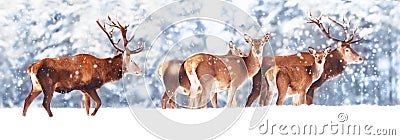 A noble deer with females in the herd against the background of a beautiful winter snow forest. Artistic winter landscape. Stock Photo