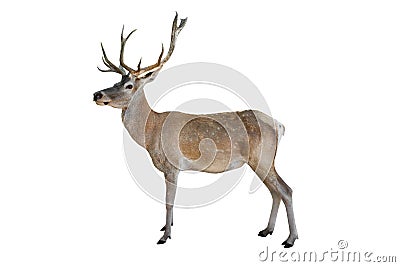 Noble deer isolated Stock Photo