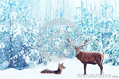 Noble deer male and female in a snowy winter blue forest. Artistic christmas fantasy image in blue and white color Stock Photo