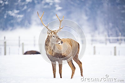 noble deer male in winter snow Stock Photo