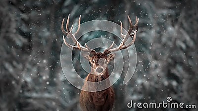 Noble deer male in winter snow forest. Artistic winter christmas landscape Stock Photo