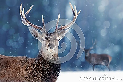 Noble deer male in winter snow forest. Winter christmas image Stock Photo