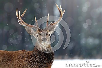 Noble deer male in winter snow forest. Winter christmas image. Stock Photo