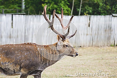 Noble deer in the reserve on the background of the fence_ Stock Photo