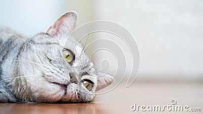 Noble cat. British Shorthair with blue gray fur Stock Photo