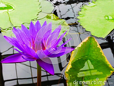Noble purple lotus, fire burning stamen Stock Photo