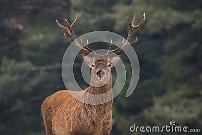 Noble Red Deer Cervidae In Winter Forest. Portrait Of Deer Cervus Elaphus. Great Adult Noble Red Deer With Big Beautiful Horn Stock Photo