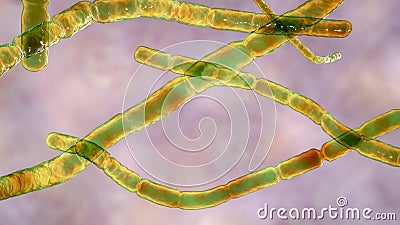Nocardia bacteria, 3D illustration Cartoon Illustration