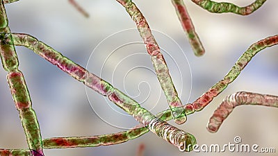 Nocardia bacteria, 3D illustration Cartoon Illustration