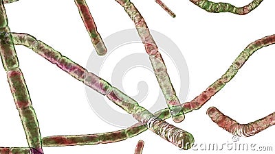 Nocardia bacteria, 3D illustration Cartoon Illustration