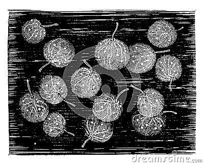 Noctiluca miliaris, vintage engraving Vector Illustration
