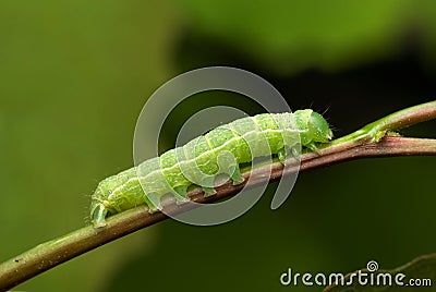 Noctuid caterpillar Stock Photo