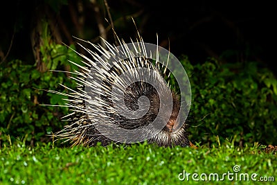 Nocturnal animals Malayan porcupine Stock Photo