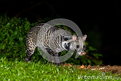 Nocturnal animals Viverra zibetha Stock Photo