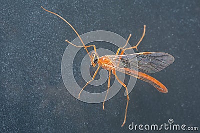 A close up image of a Nocturnal, orange-bodied ichneumonid wasp, Ophion obscuratus Stock Photo
