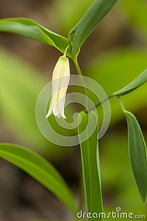 Nodding flower of wild oats in Goodwin State Forest, Connecticut Stock Photo