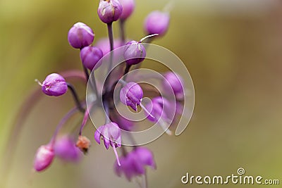 Nodding onion, Allium cernuum Stock Photo