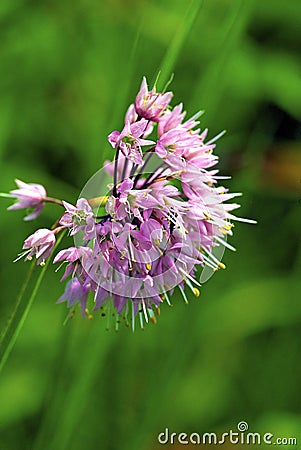 Nodding Wild Onion 55818 Stock Photo